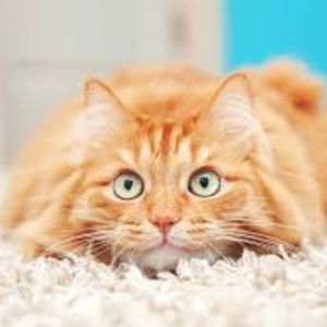 Meet your Posher, Henry